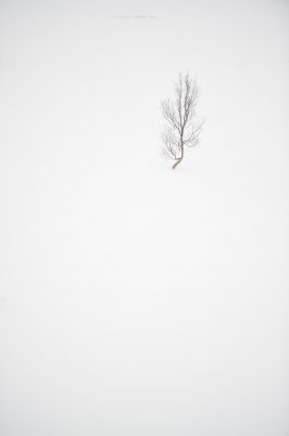 Photographie minimaliste d'un arbre dans la neige, île de Senja Norvège
