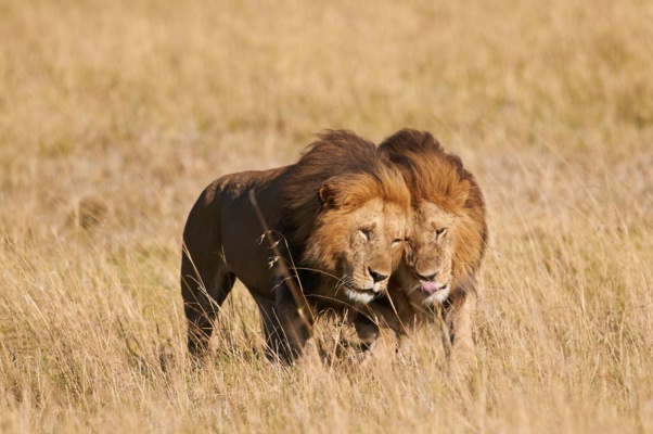 Deux frères lions marchant dans la savane, Massaï Mara Kenya