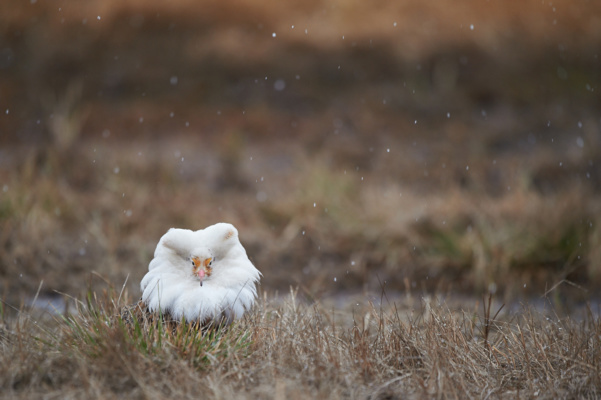 Combattant varié blanc sous la neige du mois de mai, Varanger Norvège