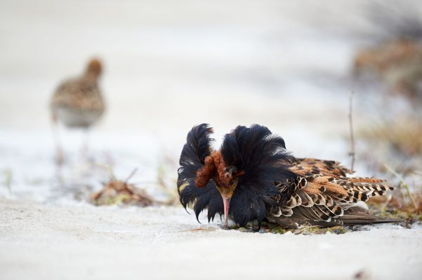 Combattant varié en parade, une femelle est en second plan, Varanger Norvège