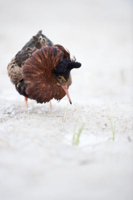 Combattant varie dans la neige d'un hiver tardif varanger norvege