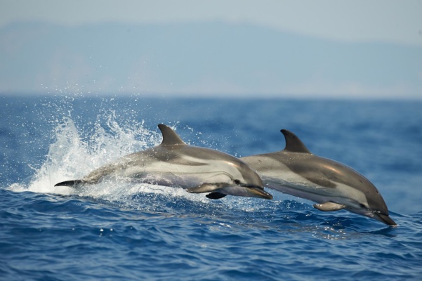 Deux dauphins bleu et blanc sautant de profil, méditerranée France