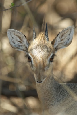 Portrait d'un Dik dik de salt, Samburu Kenya