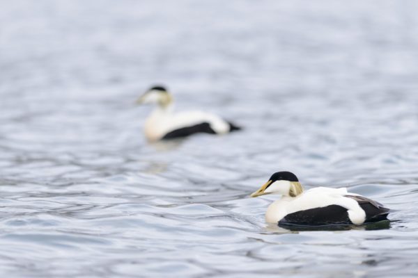 Eider à Duvet dans la baie d'Hornvik, Hornstrandir Islande