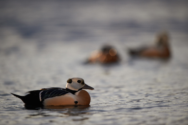 Eider de steller au repos, Varanger Norvège