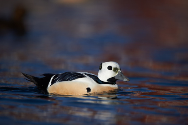 Eider de steller nageant dans le port, Varanger Norvège