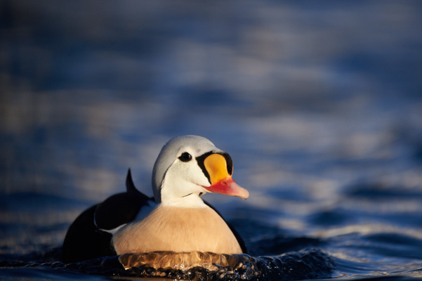 gros plan d'Eider à tête grise mâle, Varanger Norvège