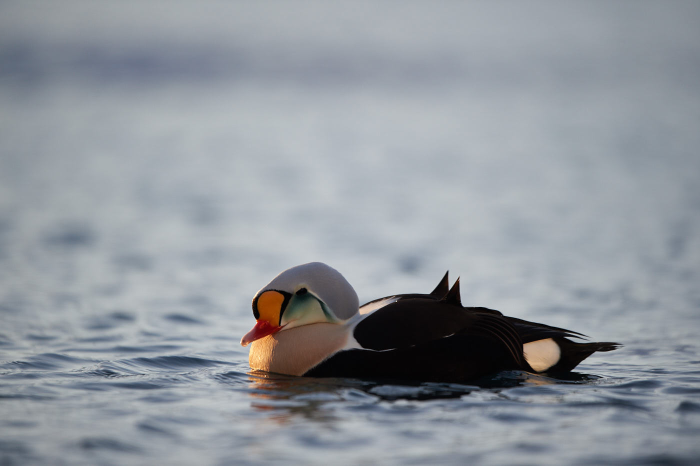 Fiche technique Varanger Hiver