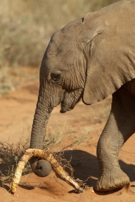 Eléphanteau jouant avec une racine, Samburu Kenya