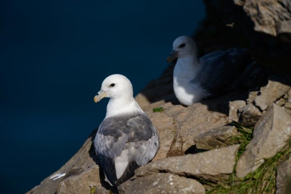 Fulmar boréal en haut de la falaise de Ystidalur, Hornstrandir Islande