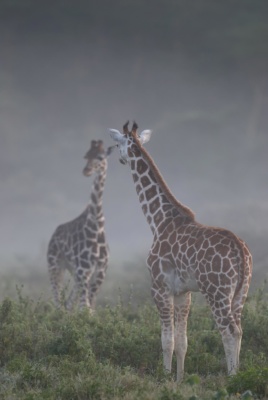 Deux girafes se reflètent comme dans un miroir dans la brume du lac Nakuru, Kenya