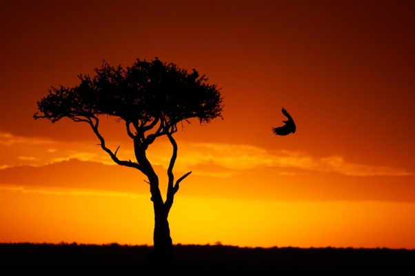 Vautour africain atterrissant dans le ciel flamboyant d'un coucher de soleil Africain, Massaï Mara Kenya