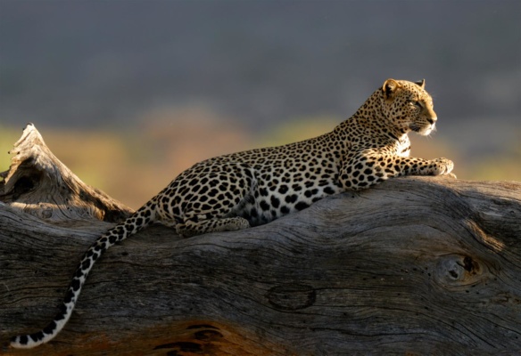 Léopard couché sur un tronc d'arbre en contre jour, Samburu Kenya