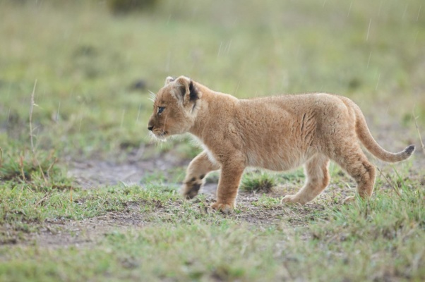 Lionceau marchant sous la pluie Kenya