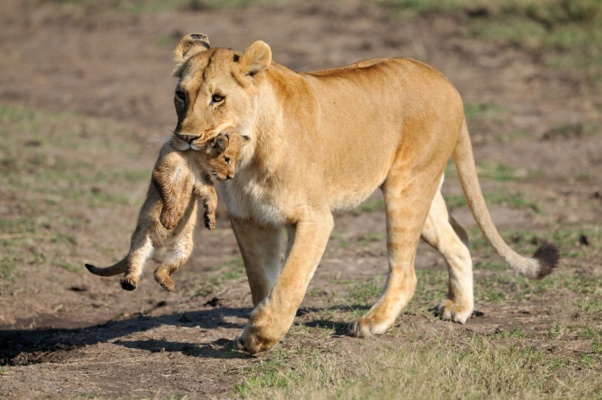 Lionne déplaçant son lionceau dans la gueule, Kenya