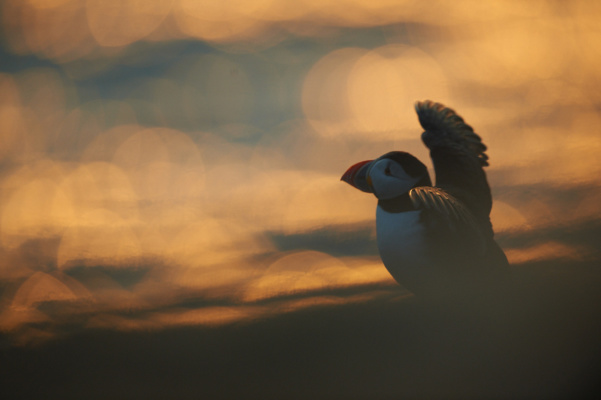 Macareux moine levant ses ailes dans les couleurs dorées d'un coucher de soleil, Hornøya Norvège