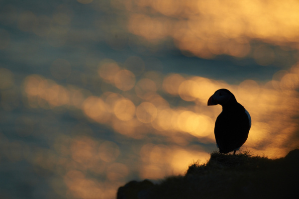 Tard dans la nuit la silhouette d'un Macareux moine dans la couleur dorée de la mer de Barents, Hornøya Norvège