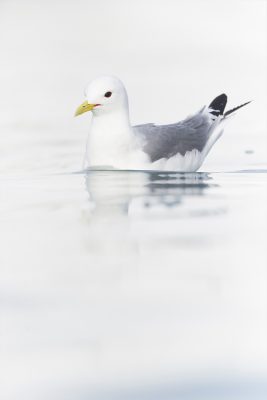 Mouette tridactyle flottant sur l'eau ou se reflète la neige, Varanger Norvège