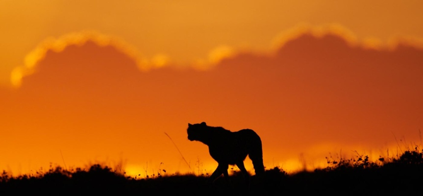 Ombre chinoise d'un guépard dans le ciel flamboyant d'un coucher de soleil, Kenya.