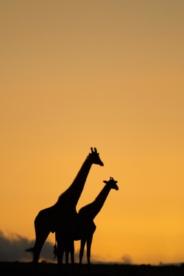 Ombres chinoises de girafes au lever du soleil, Massai mara kenya