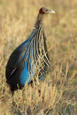 Portrait d'une pintade vulturine avec son plumage bleu électrique, Samburu Kenya