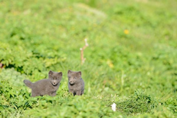 Renardeau polaire au terrier, Hornstrandir Islande