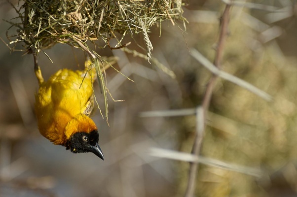 Tisserin accorché la tête en bas à son nid, lac Baringo Kenya