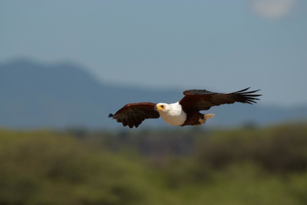 Pygargue Vocifère en vol d'approche pour repérer les poissons dans l'eau, lac Baringo Kenya