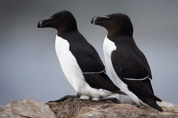 Un couple de Pingouin Torda sur les rochers, Varnager Norvège