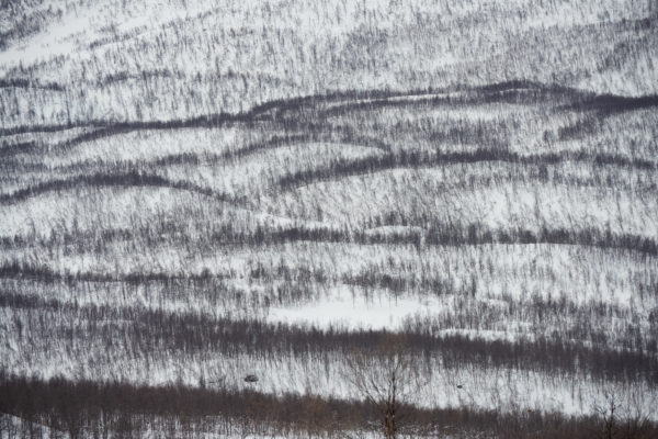 Troncs d'arbres dénudés sur les pentes des collines en hiver.