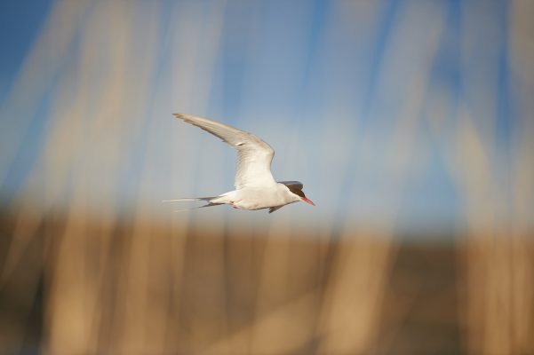 sterne arctique volant derrière un rideau formé par des graminées varanger norvège