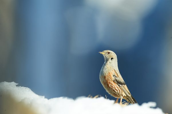 Un Accenteur alpin dans la neige bargy france