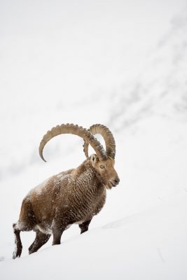 Bouquetin des alpes s'élevant sur une arrête, massif du Bargy France