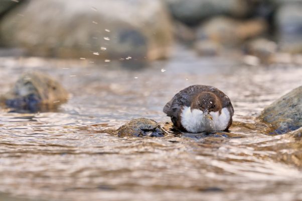 Un cincle plongeur sort sa pêche d'un torrent de montagne, Bornes