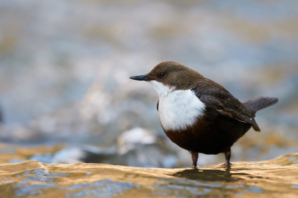 Un cincle plongeur les pieds dans l'eau, Bornes France