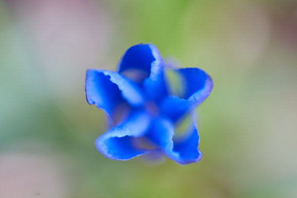 Gentiane bleue vue de dessus alors qu'elle s'ouvre