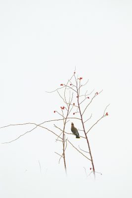 Un jaseur boréal sur une branche avec des cynorrhodons sur fond de neige