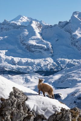 Un jeune bouquetin remonte une arrête avec les aravis et le mont-blanc en fond France