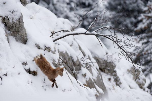 Un jeun bouquetin des alpes coure dans la pente, Massif des Bornes France