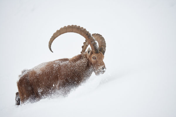 Un Mâle Bouquetin marchant en s'enfonçant dans la neige, massif du bargy.