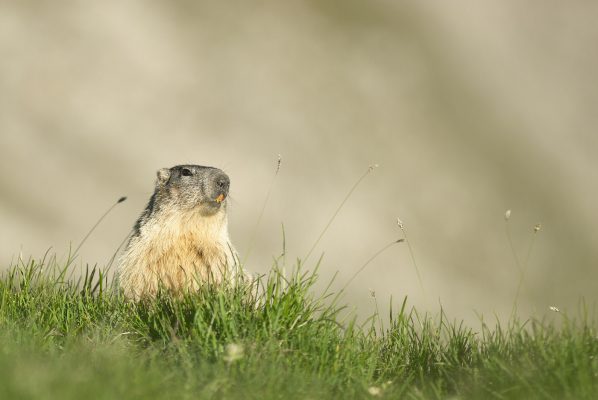 Portrait de marmotte des alpes en Vanoise France