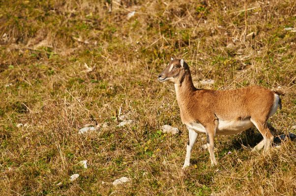 Une Femelle de Mouflon de corse de profil, Massif du Chablais France
