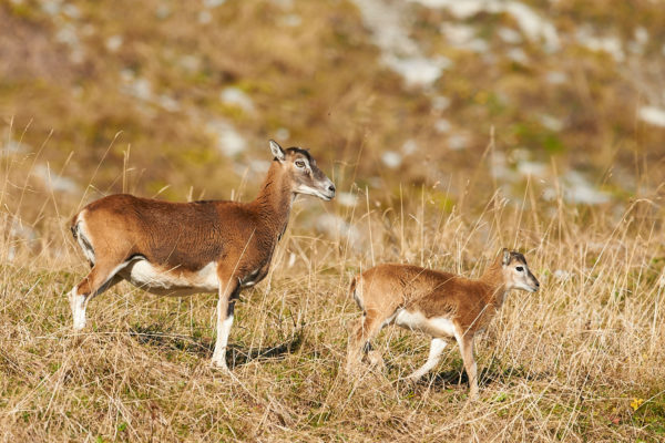 Une Femelle de Mouflon de corse avec son jeune, Massif du Chablais France