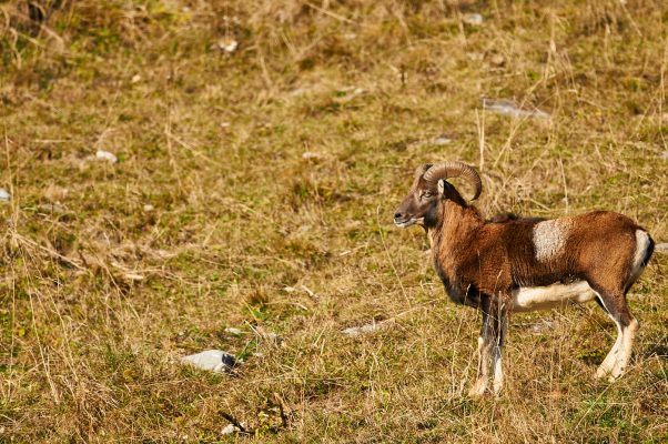 Mouflon de corse mâle massif du Chablais France