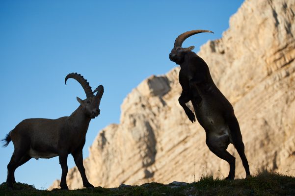 Rut chez les Bouquetins des alpes, Bargy France