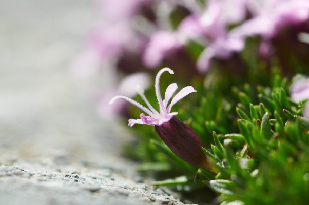 Une silene acaule de profil vanoise farnce