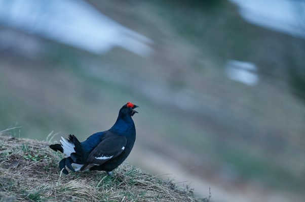 Tetras lyre chantant dans les premières lueurs du jour, Vanoise France