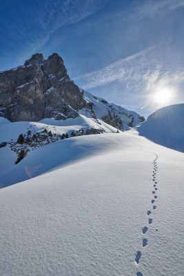 Une trace laissé dans la neige par un animal dans les Aravis France