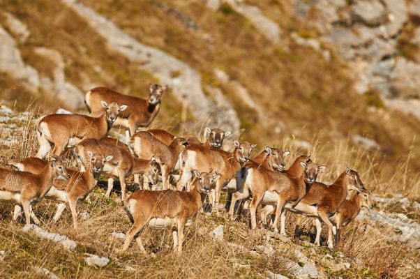 Troupeau de Mouflon de corse dans le massif du Chablais France