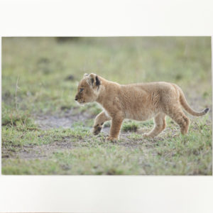 Prêt à encadrer Lionceau sous la pluie